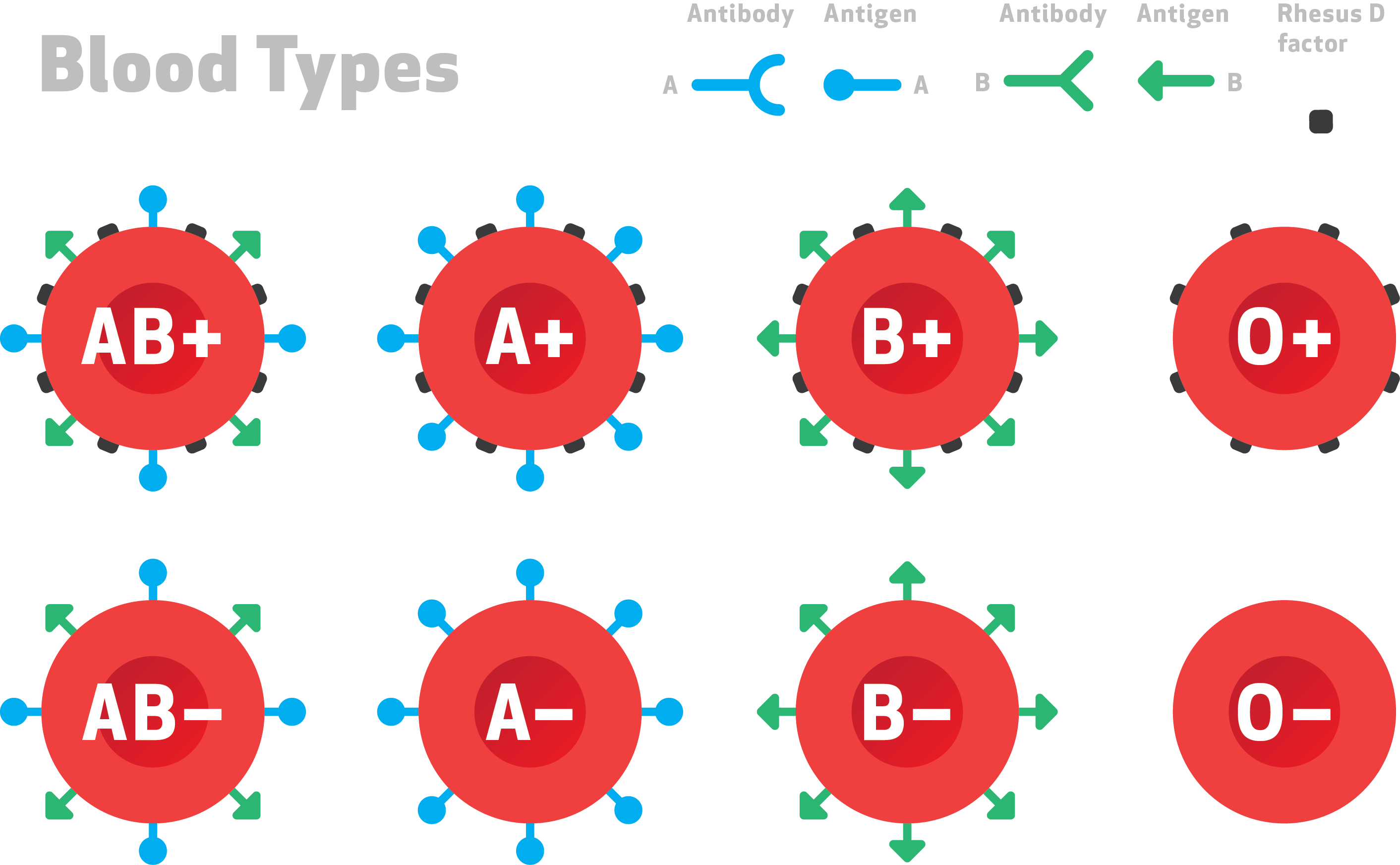 What Does A B Blood Type Mean Socratic   Blood Types 1 Wide 