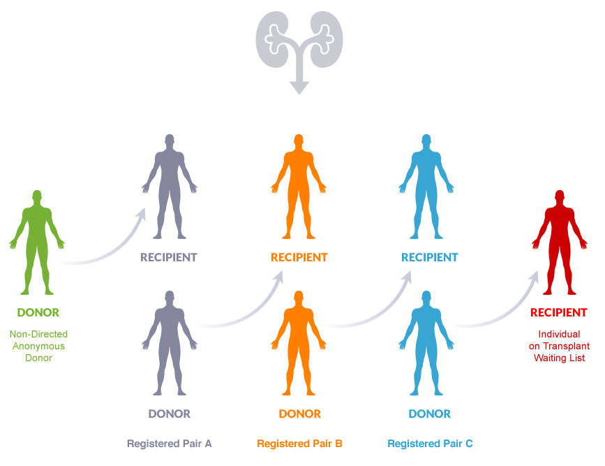 Becoming A Live Kidney Donor Canadian Blood Services