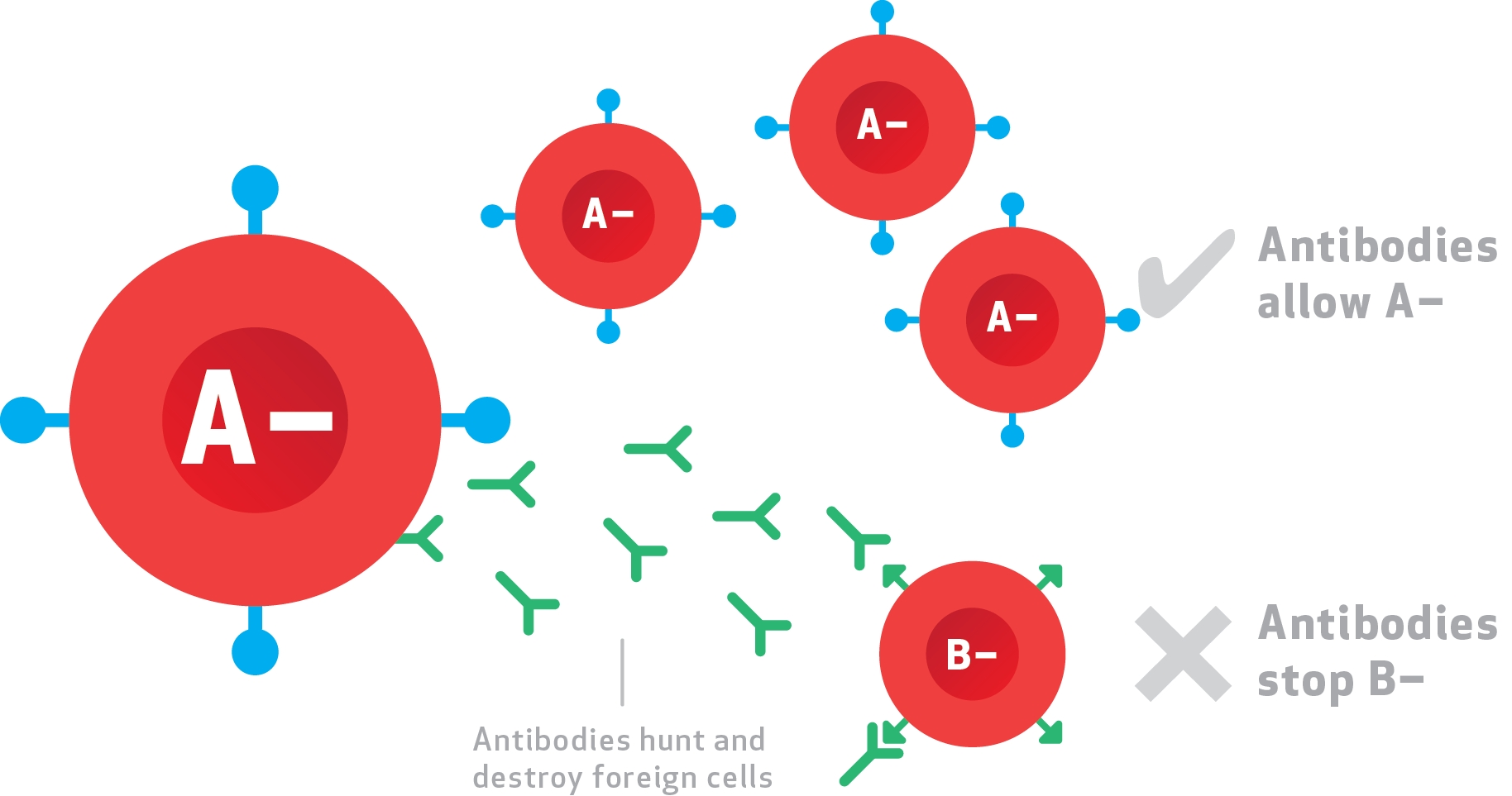 The ABCs Of ABO Blood Types And Canadian Blood Services