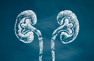 Kidney graphic Kidney graphic