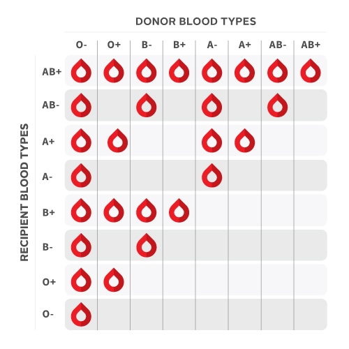 Qu’est-ce Que Le Groupe Sanguin? | Canadian Blood Services