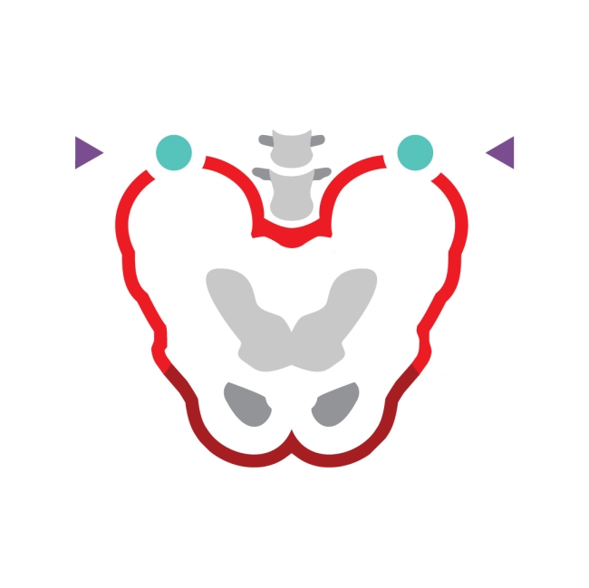 Bone marrow infographic icon - symbol